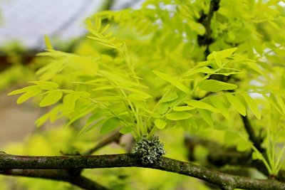Gleditsia triacanthos 'Sunburst' - dřezovec trojtrnný - jarní listy